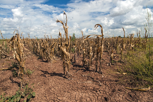 Drought Global Warming