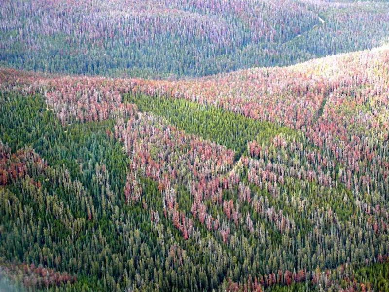 Pine Beetle Damage Forest